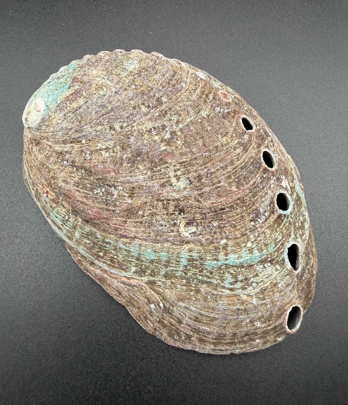 Medium Abalone Shell – Sacred Smudging Dish for Balance & Ceremony