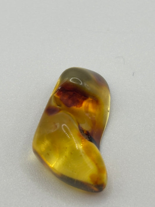 Baltic Amber - Medium