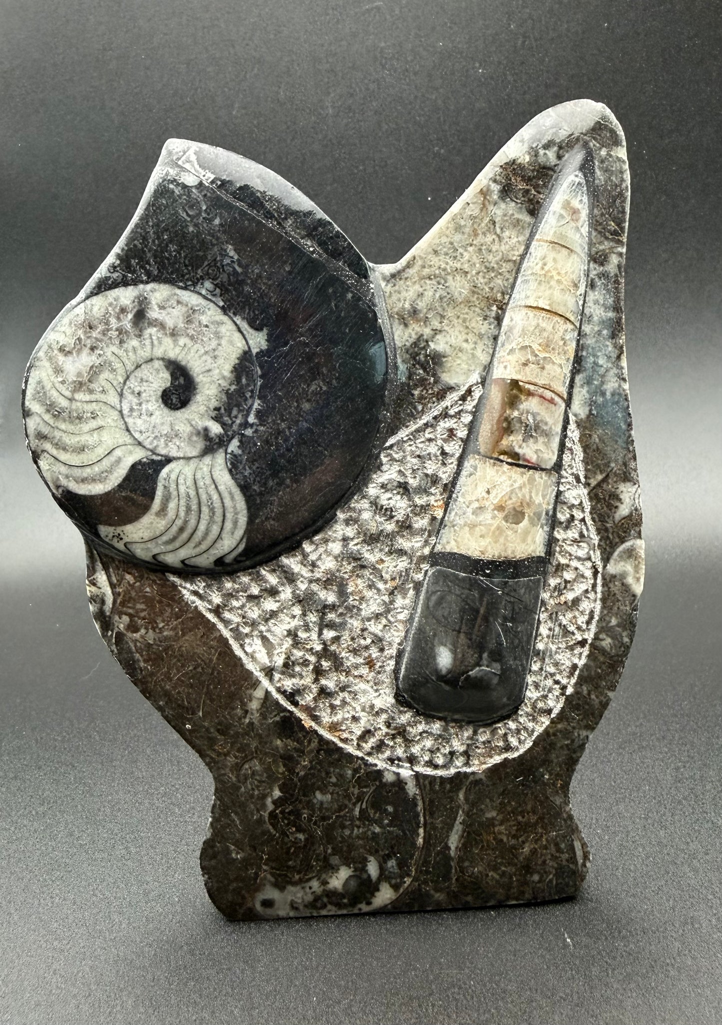 Standing Orthoceras & Ammonite  for wisdom, evolution & past-life connection from Morocco