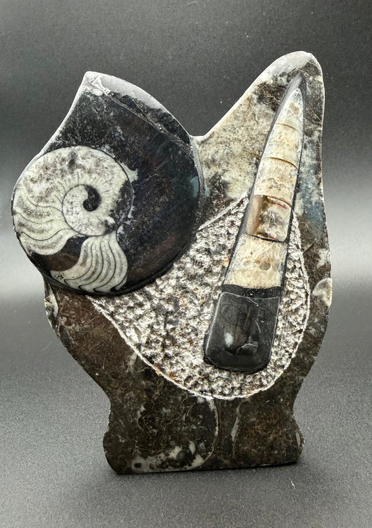 Standing Orthoceras & Ammonite  for wisdom, evolution & past-life connection from Morocco