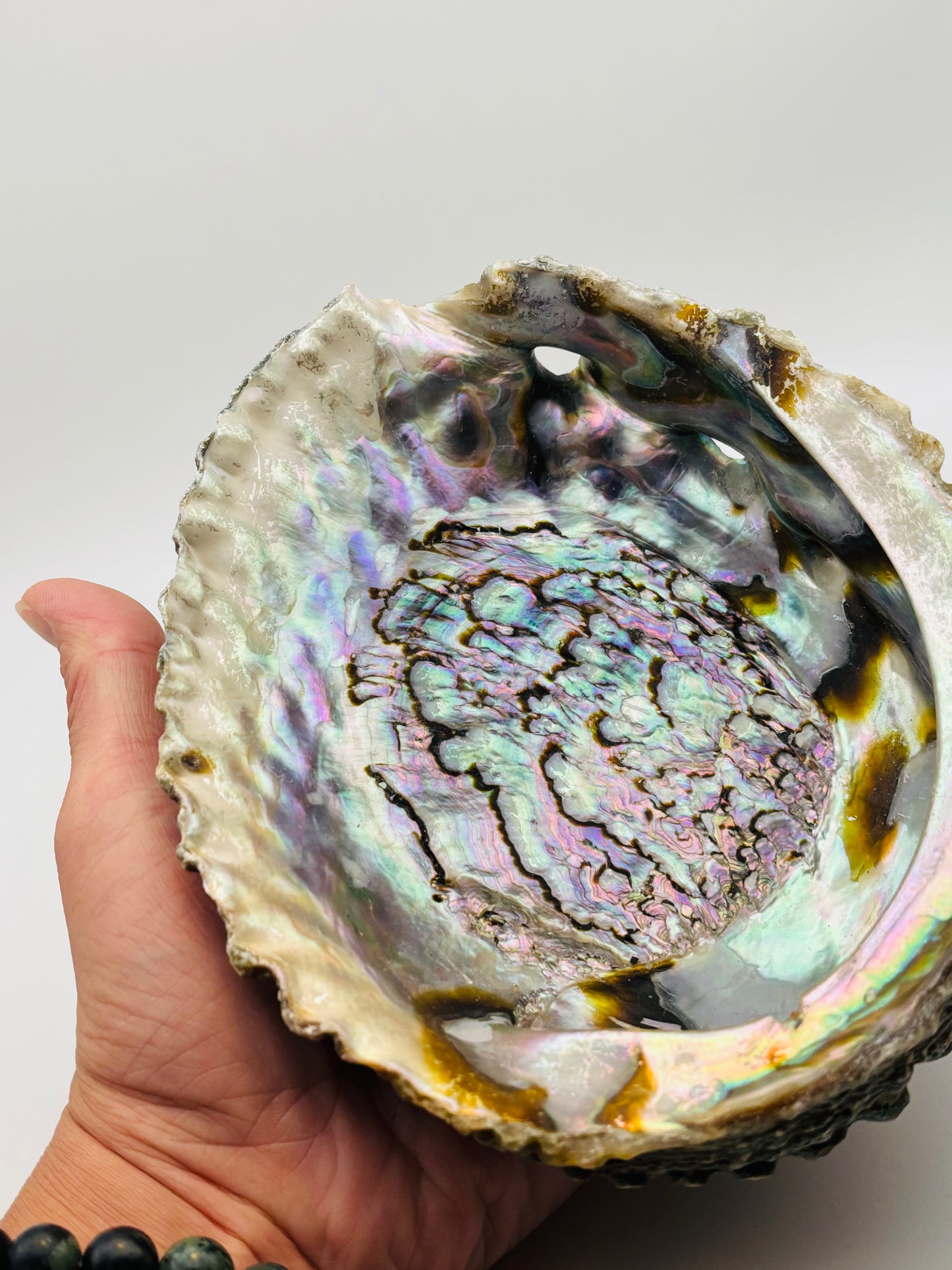 Abalone Shells - Extra Large