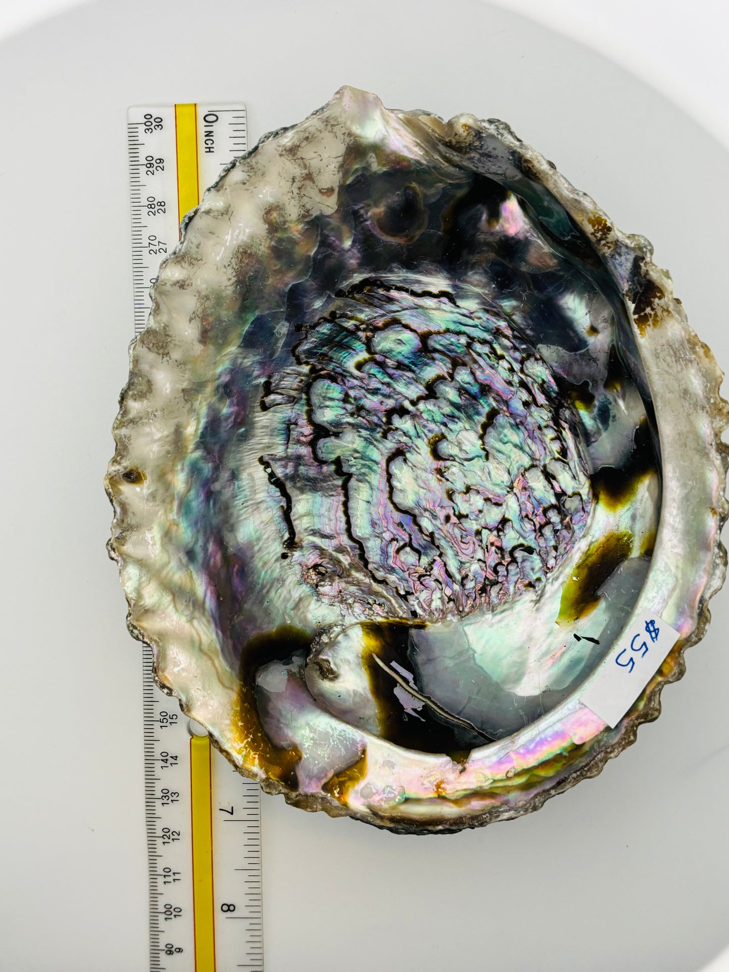 Abalone Shells - Extra Large