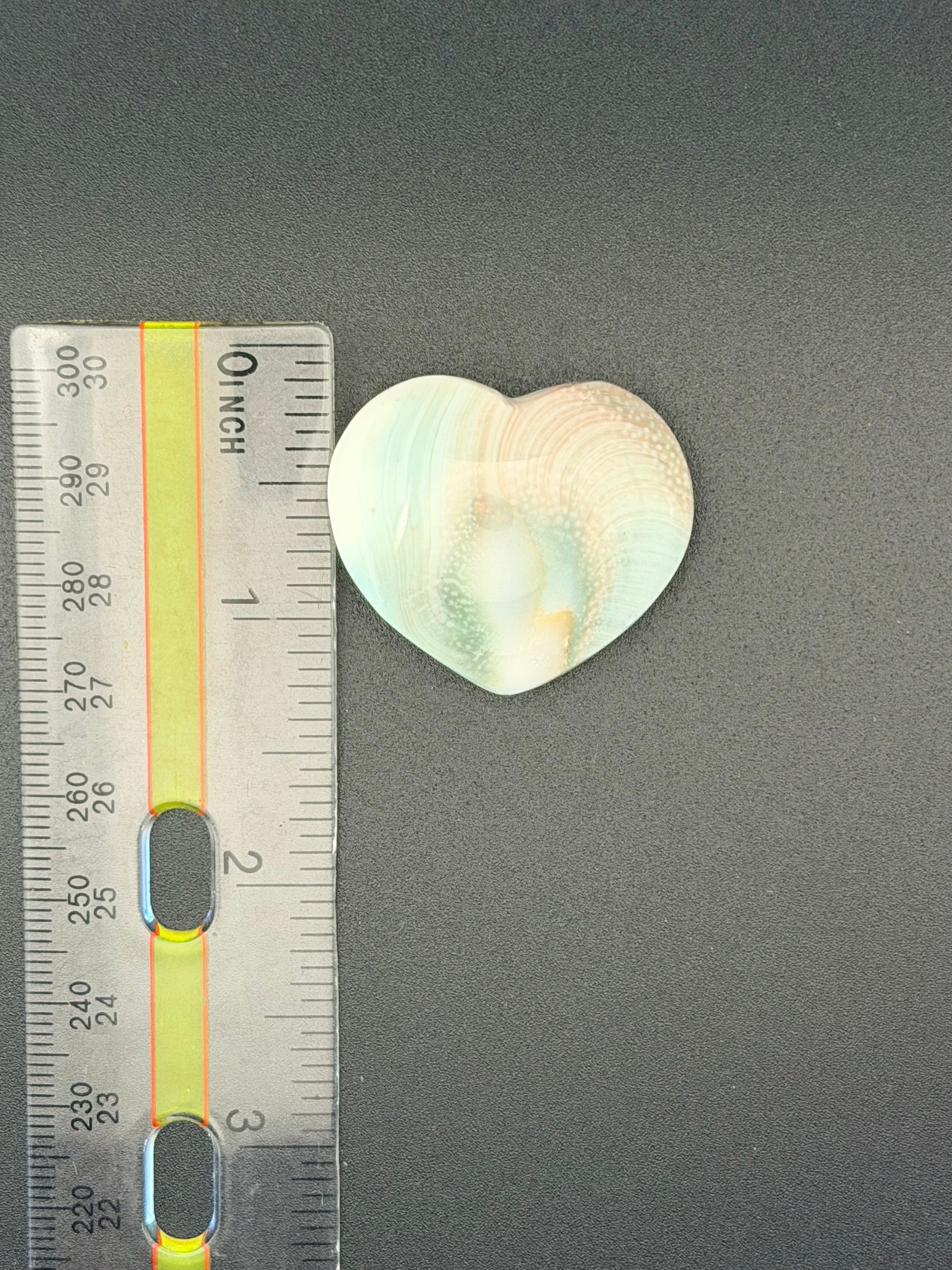 Shiva Shell Small Shiva Shell Heart – Protection, Intuition & Divine Connection – Grow ...