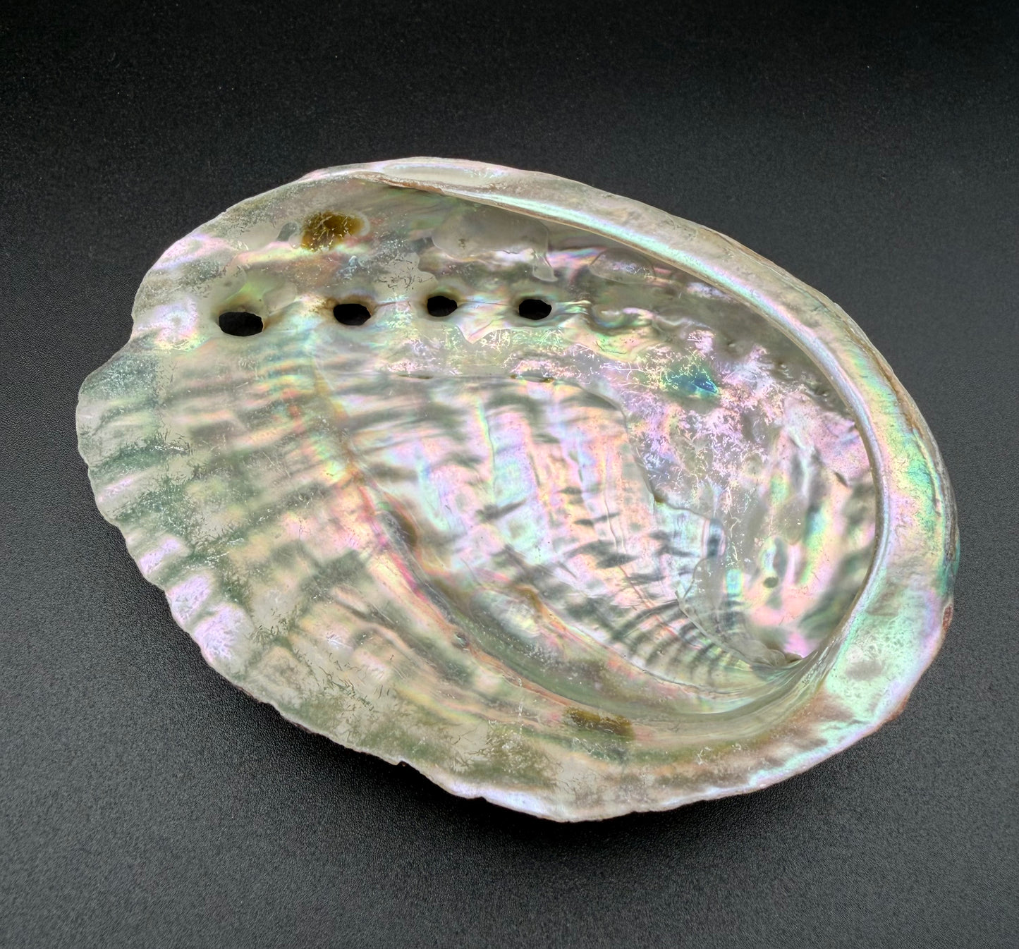 Medium Abalone Shell – Sacred Smudging Dish for Balance & Ceremony
