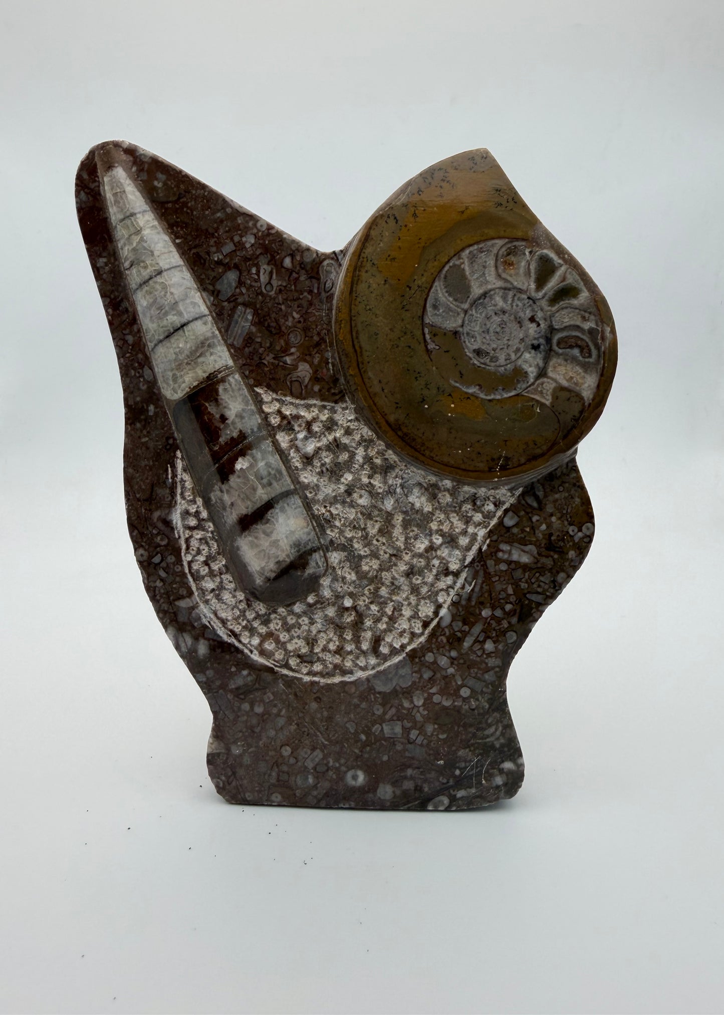Standing Orthoceras & Ammonite  for wisdom, evolution & past-life connection from Morocco