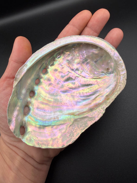 Medium Abalone Shell – Sacred Smudging Dish for Balance & Ceremony
