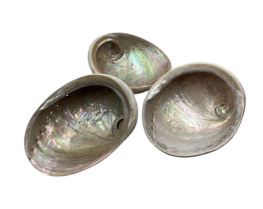 Abalone Shells - Extra Large