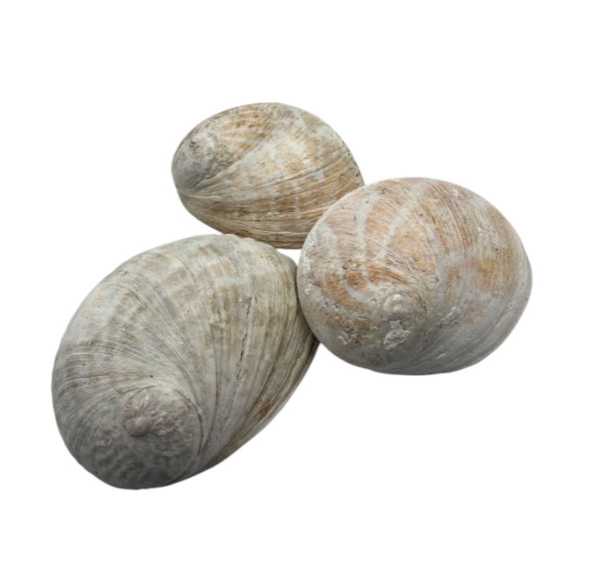 Abalone Shells - Extra Large